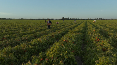 ShopRite - We Are Here: Fresh